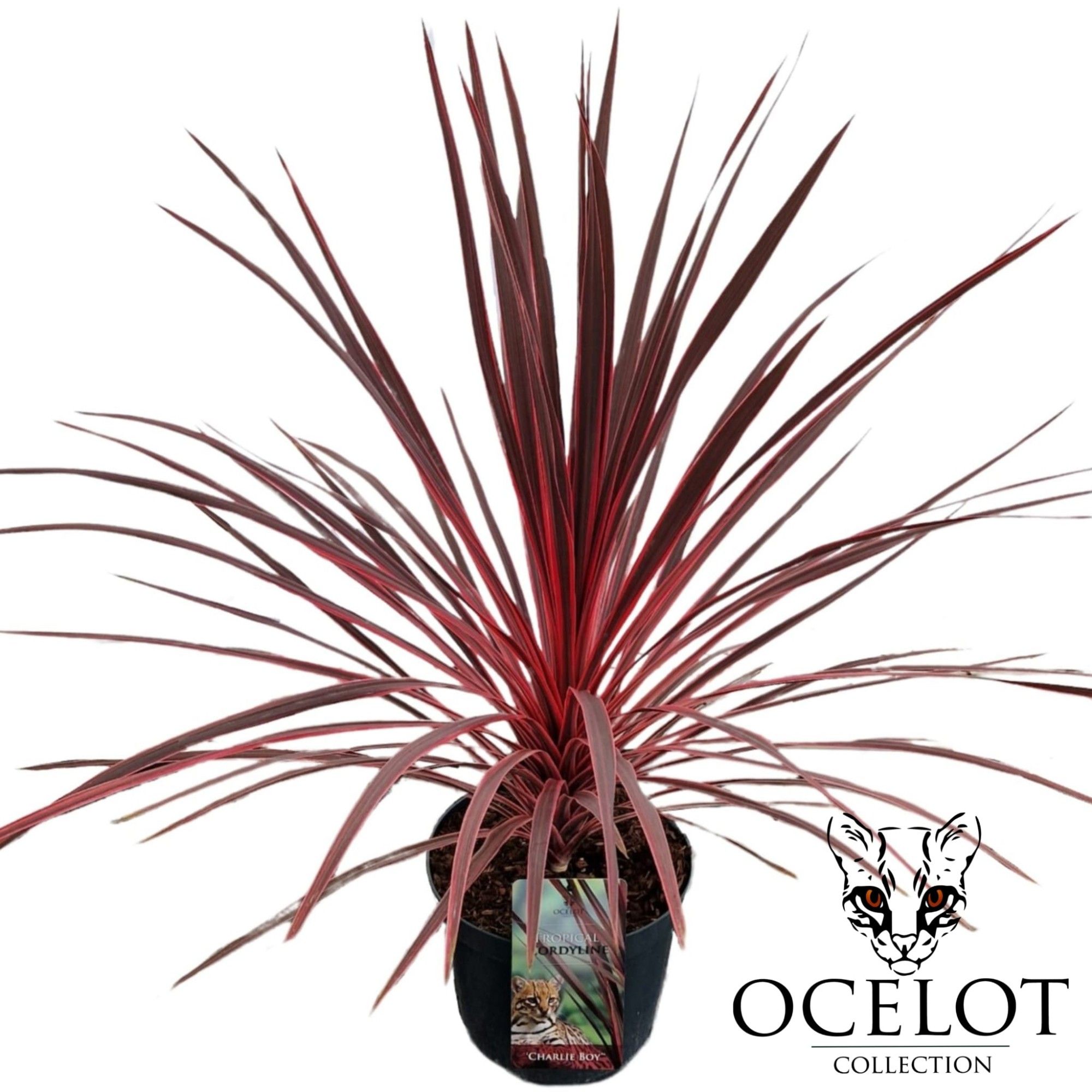 Cordyline australis Charlie Boy ('Ric01')