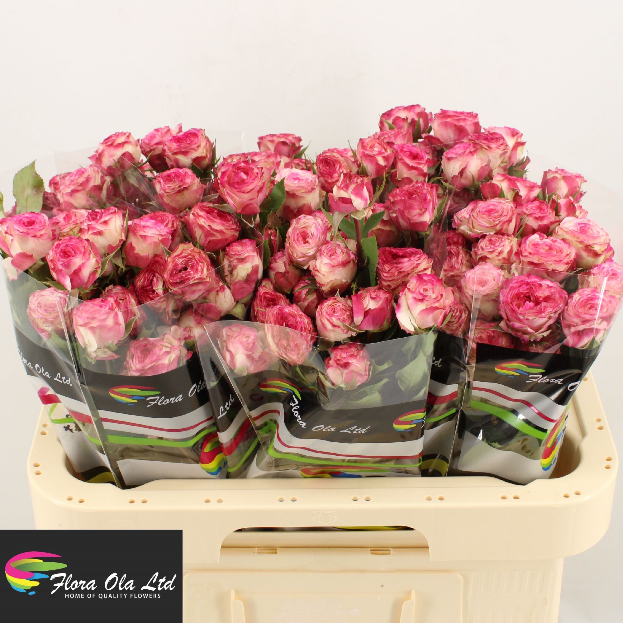 Rosa Spr Eyeopener 60cm
