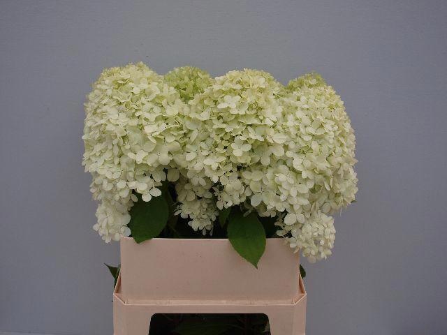 Hydrangea Limelight 80cm 20Ø