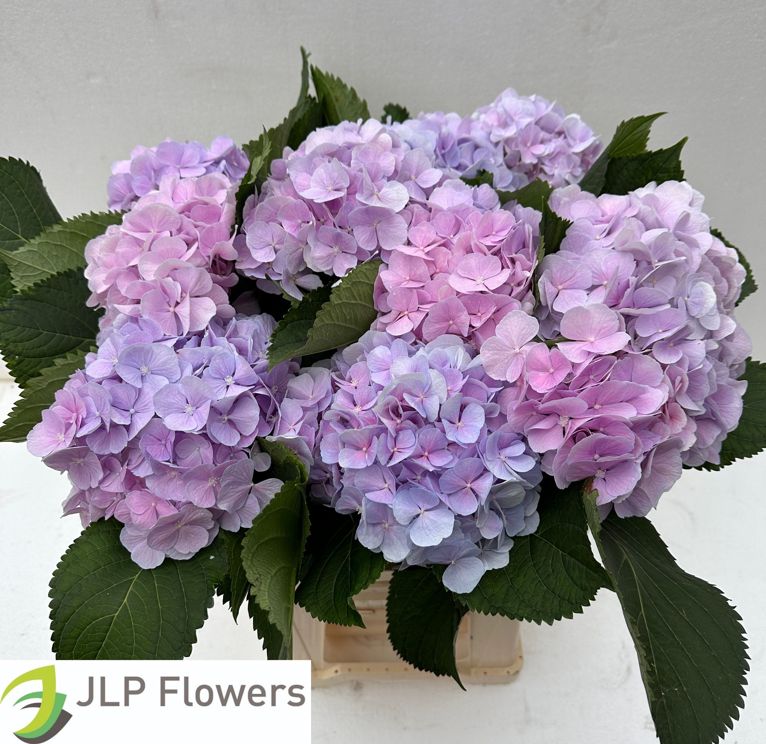 Hydrangea Verena Pink 60cm 19Ø