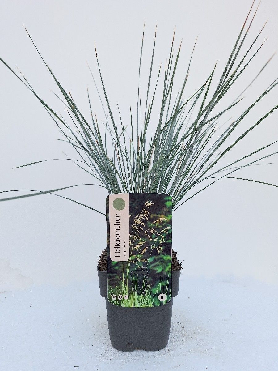 Helictotrichon sempervirens