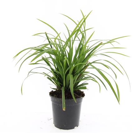 Picture of Carex morrowii Irish Green P14