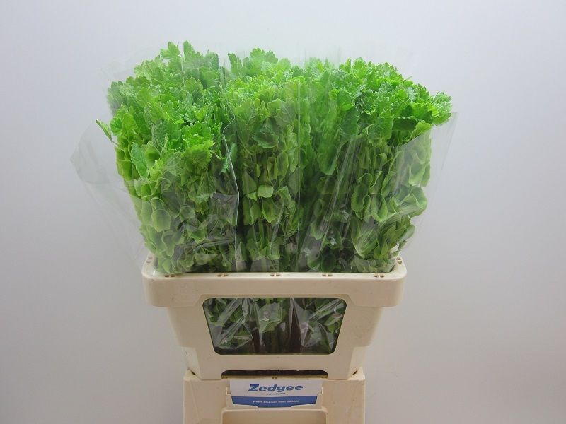 Moluccella Stuk