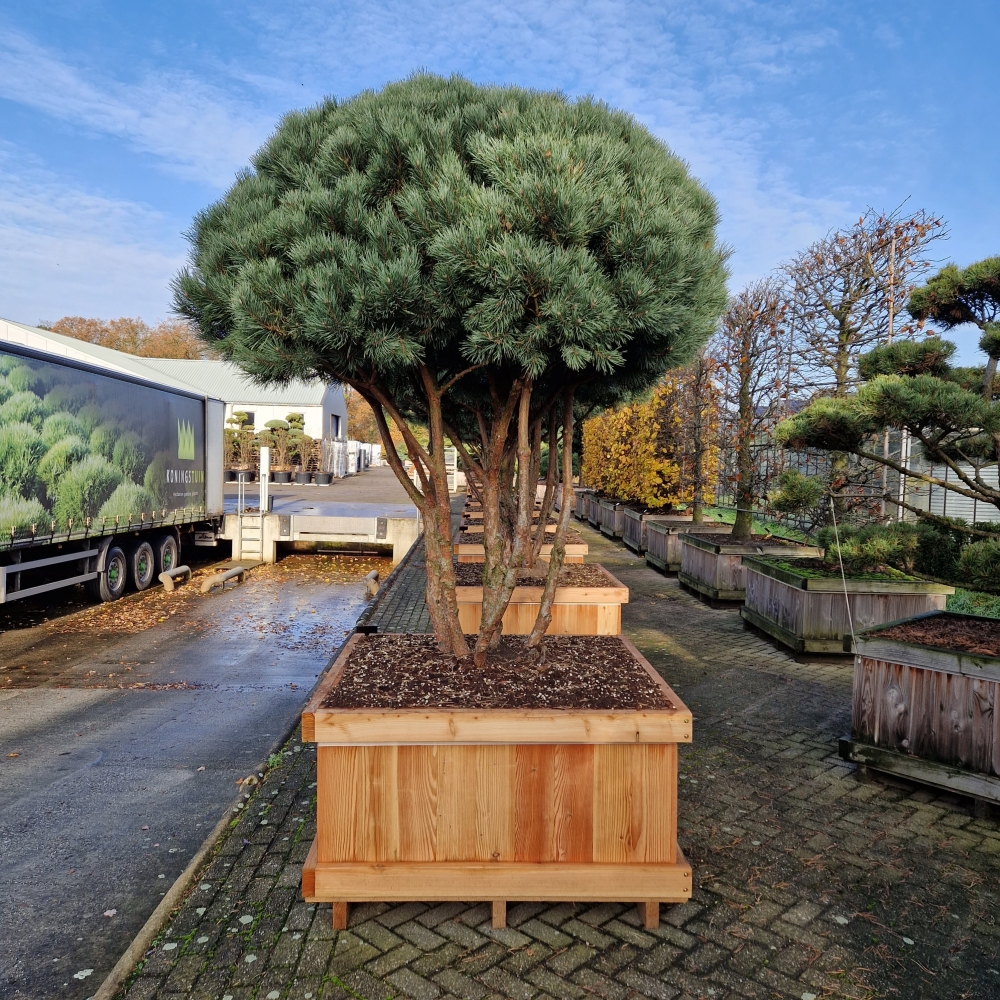 Picture of Pinus sylvestris Watereri 120-X-120 200/225 (LOOSE)