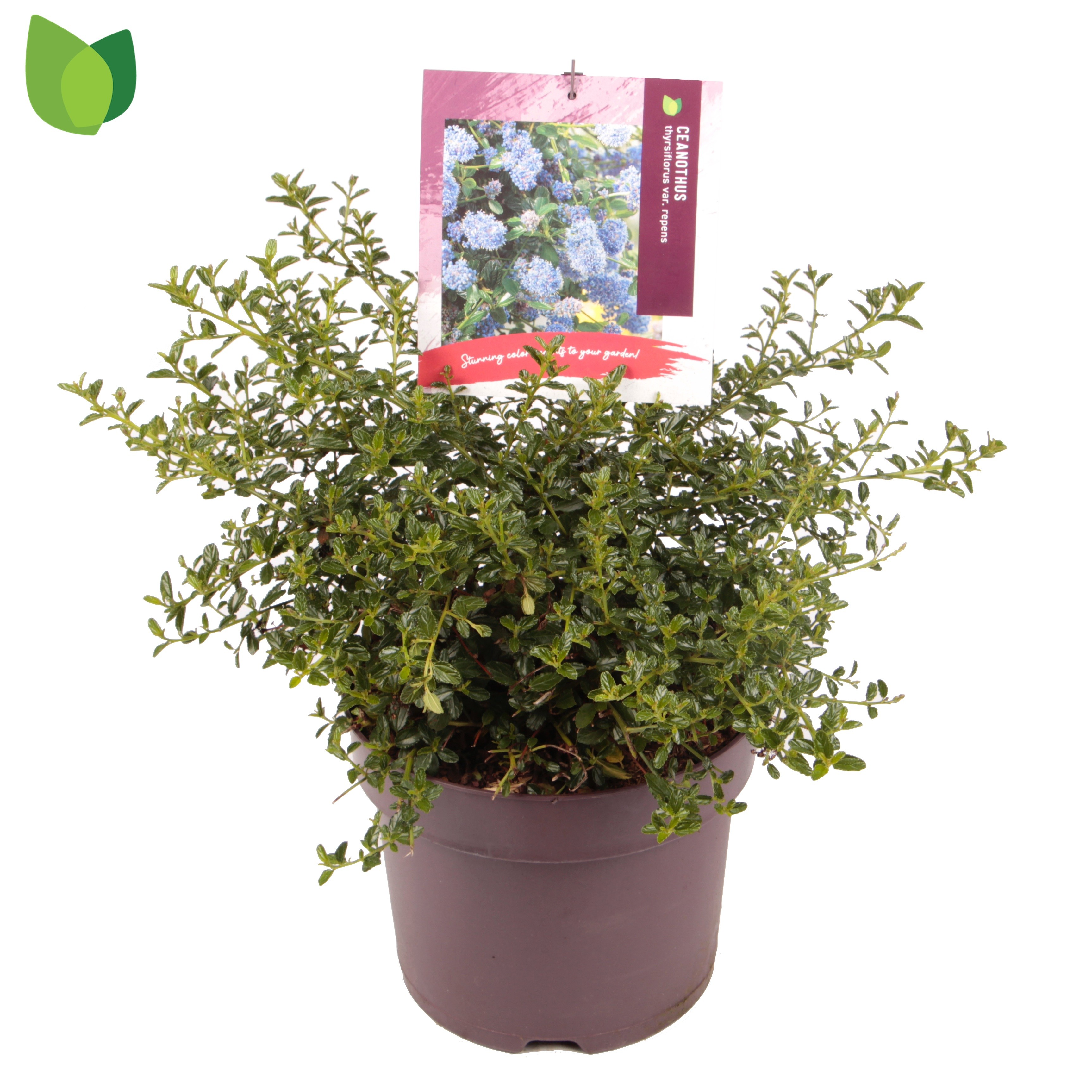 Picture of Ceanothus thyrsiflorus var. repens P26 (7.5 Ltr) (LOOSE)