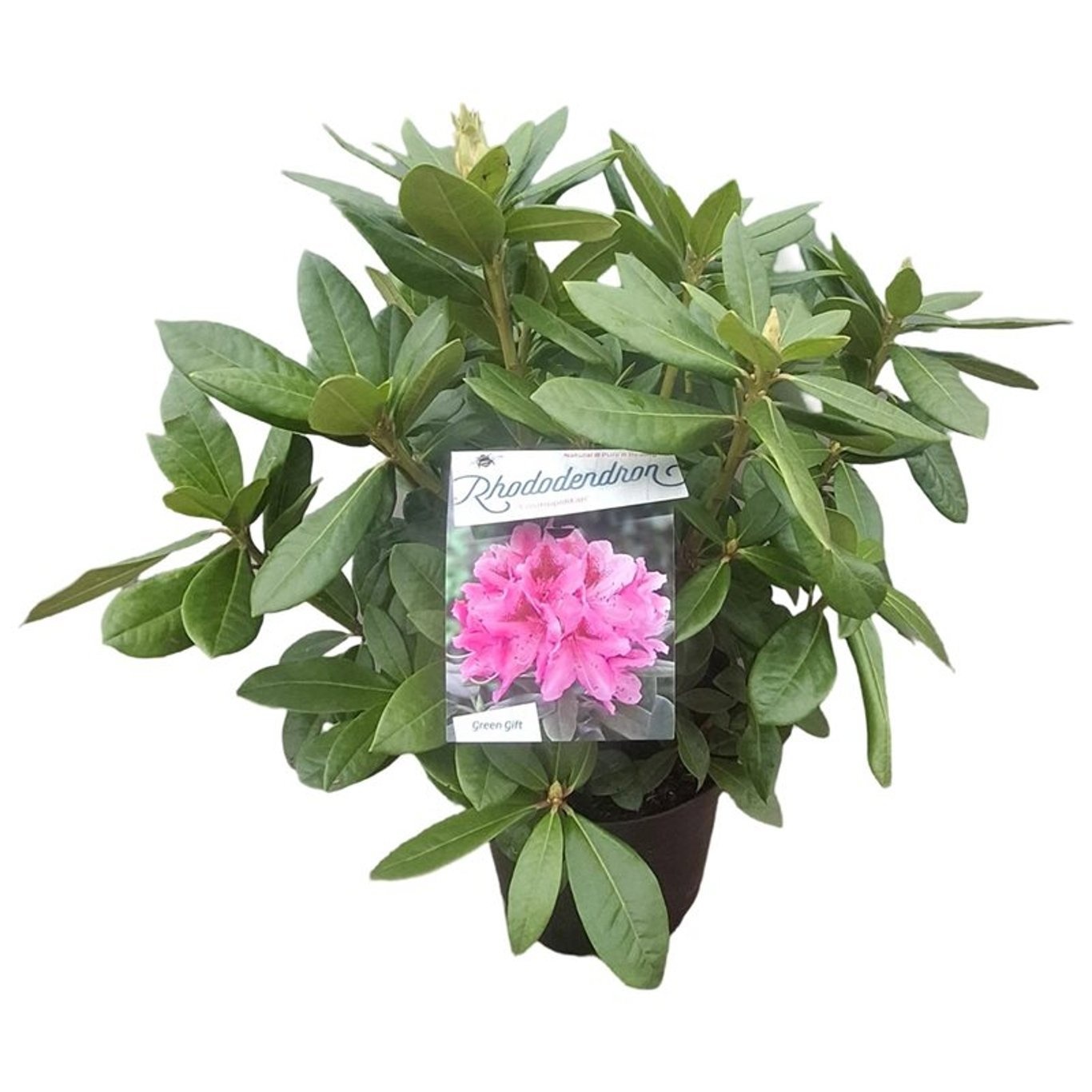 Rhododendron 'Cosmopolitan'