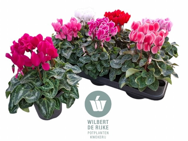 Cycl Md Sup Allure 12P 25H 25Ø Cm 23bloei