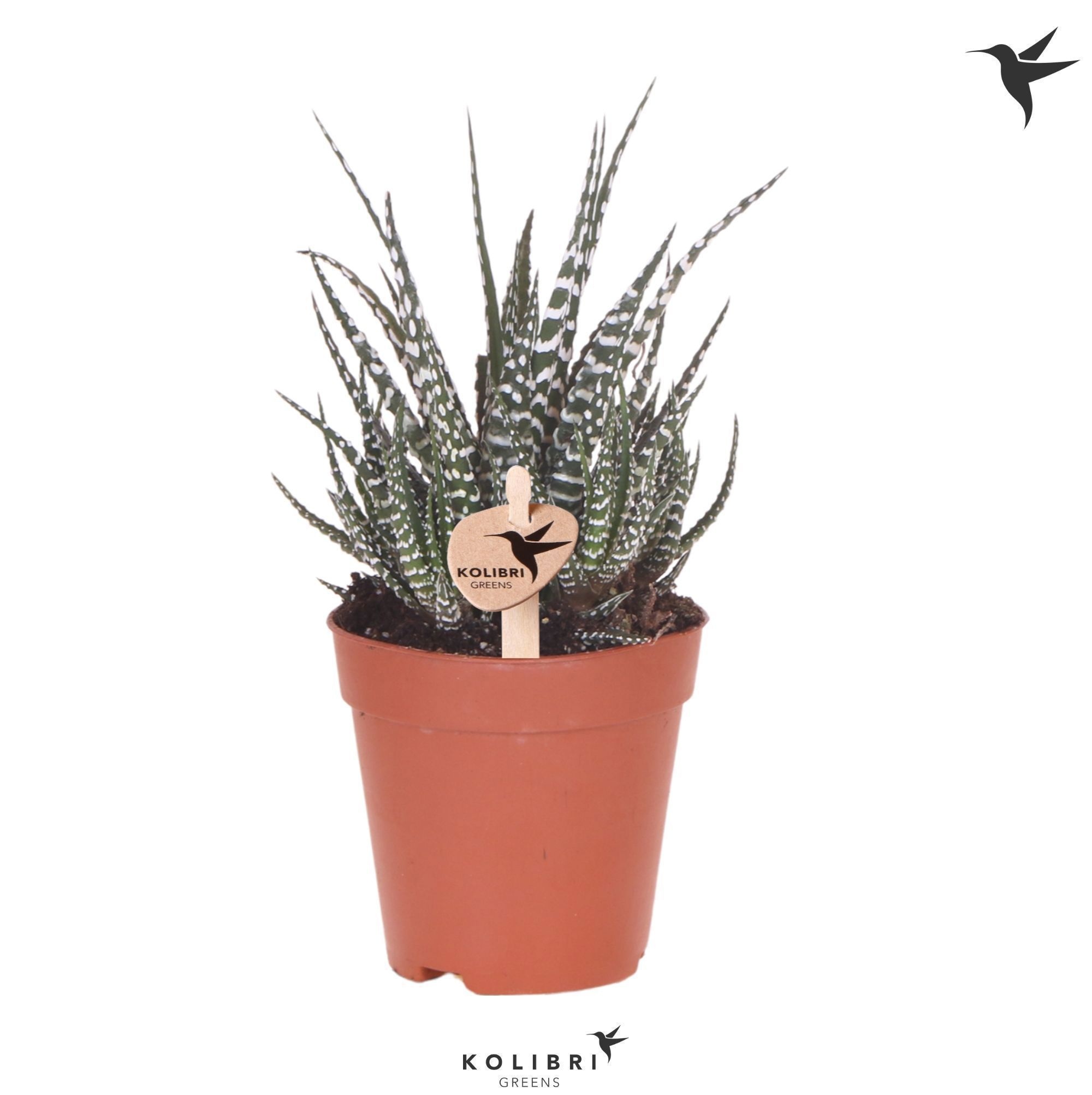 Haworthia Big Band