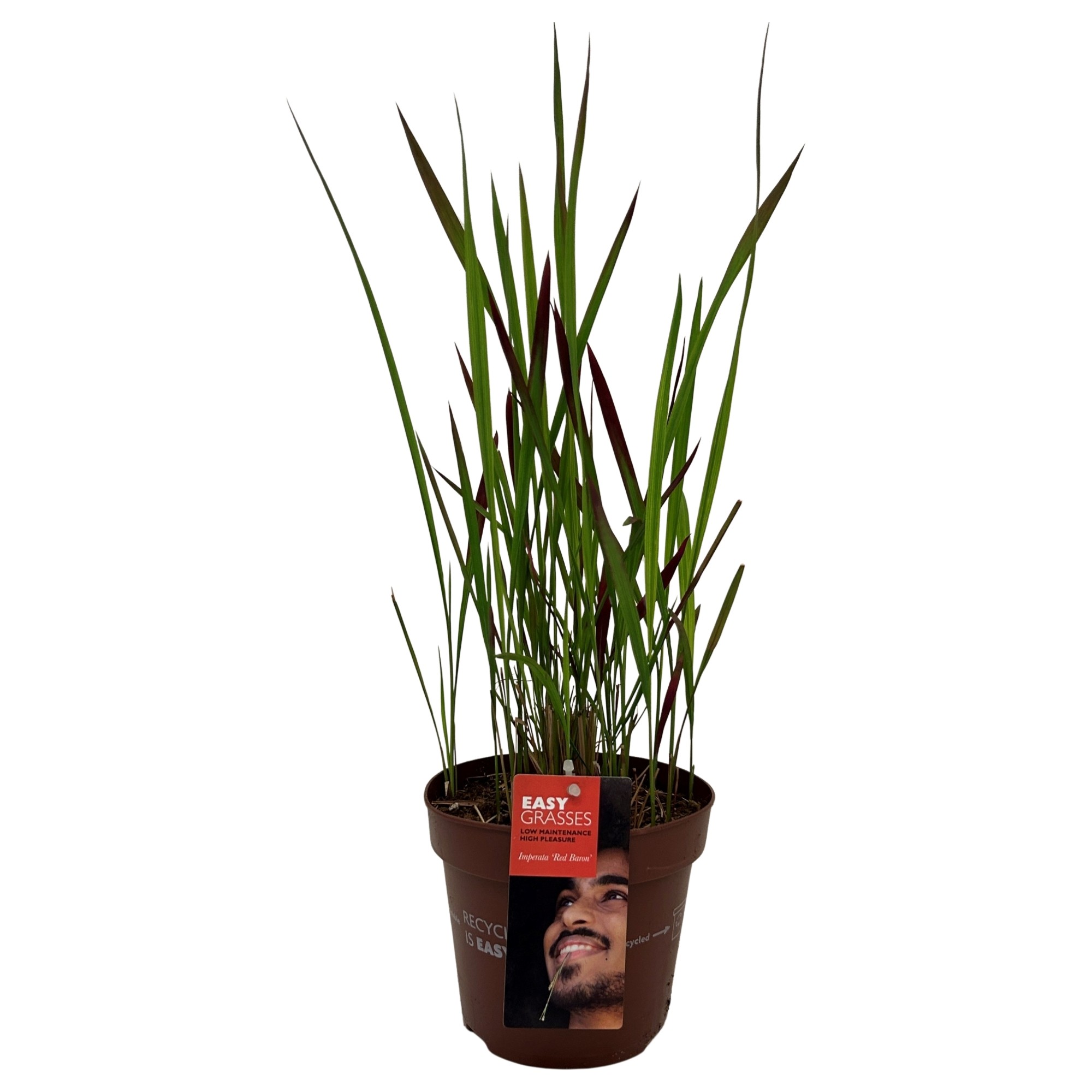 Picture of Imperata cylindrica Red Baron