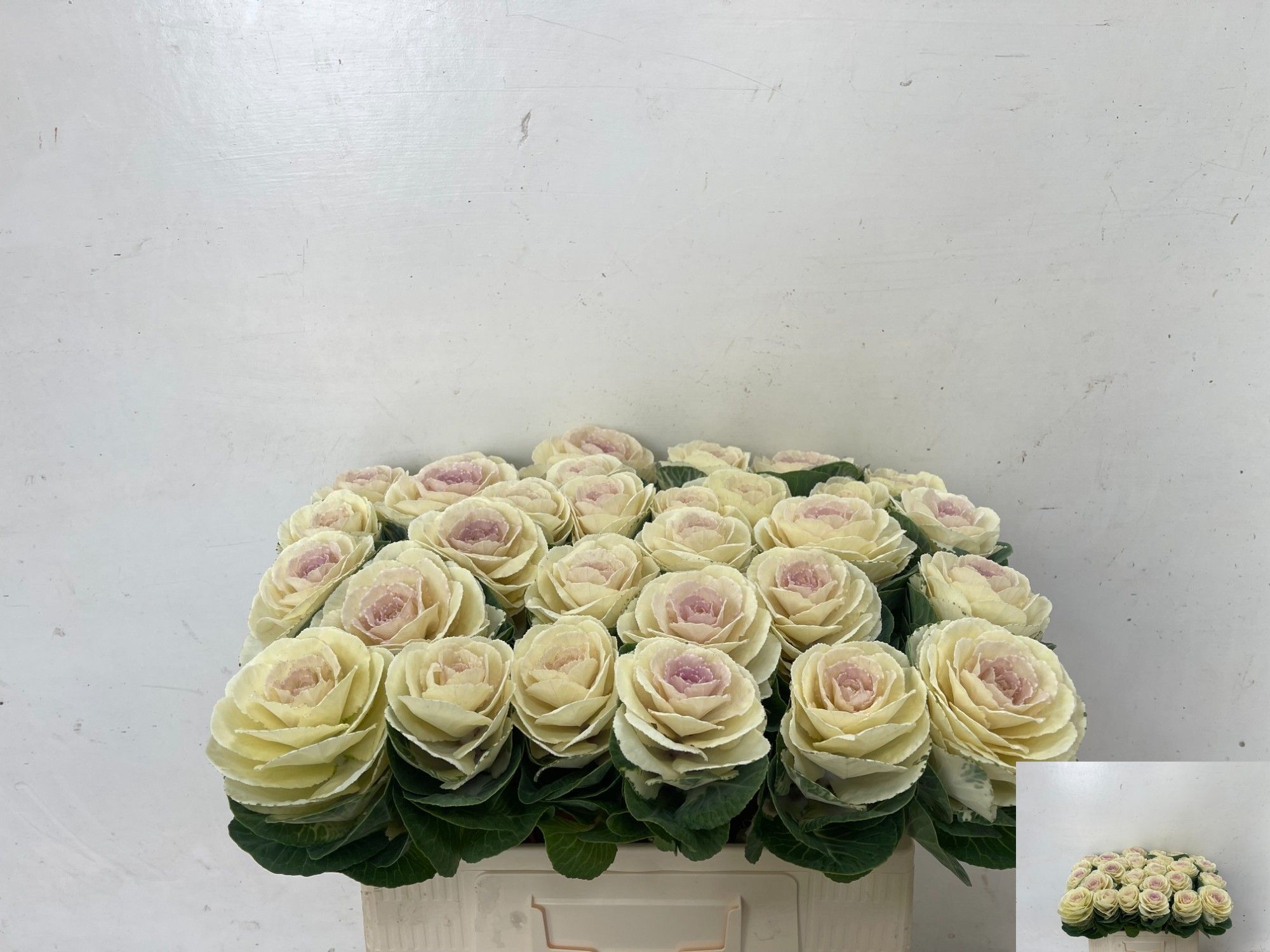 Brassica White Crane 60cm