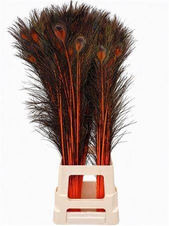 Peacock Feathers 80cm