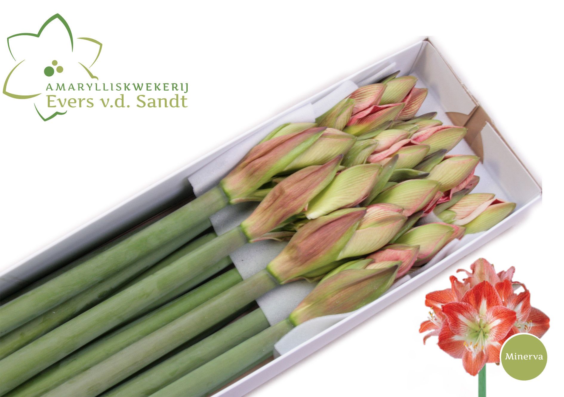 Hippeastrum Minerva 4bl