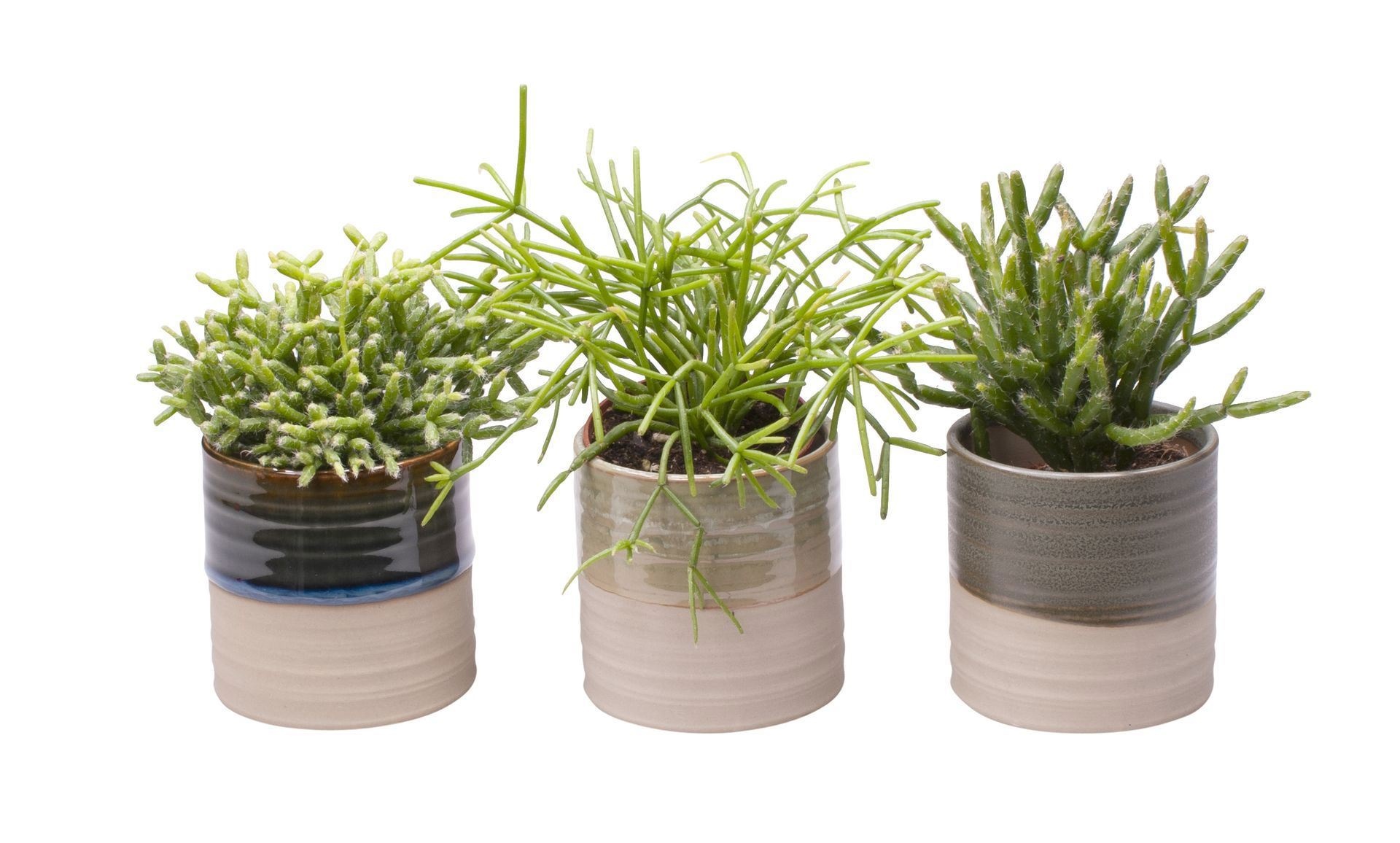 Rhipsalis L 65441 with Rhipsalis Mix