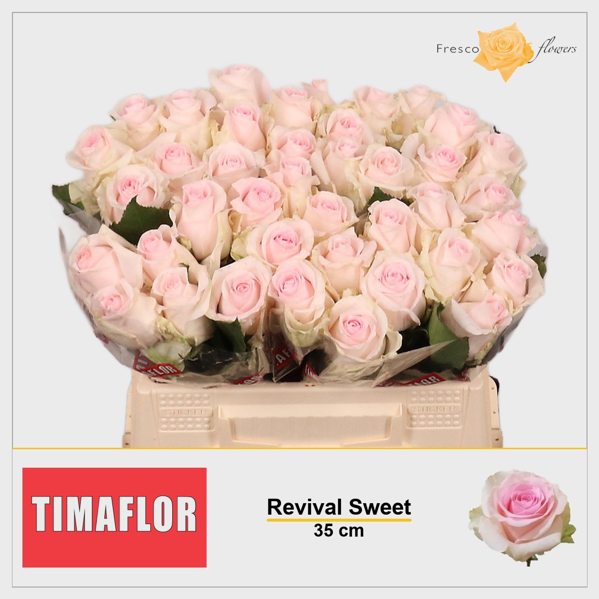Rosa Revival Sweet 35cm