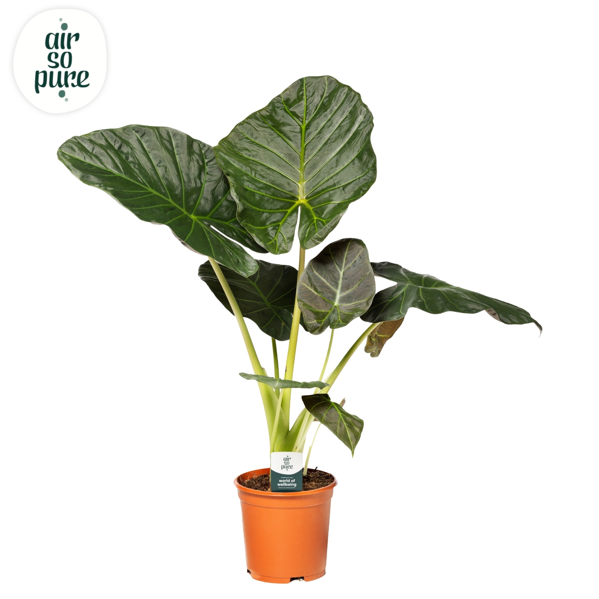 Alocasia Regal Shield (Air so Pure)
