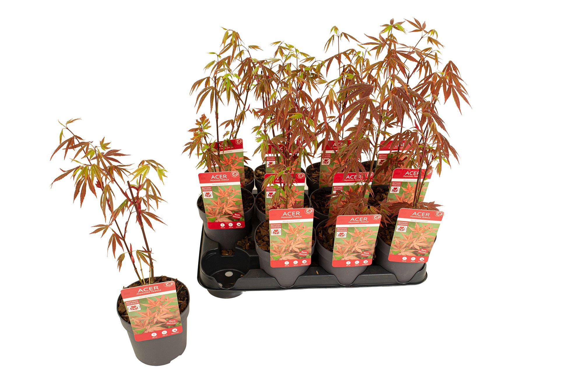 Acer palmatum 'Atropurpureum' - Esdoorn