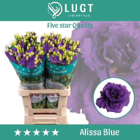 Eus G Alissa Blue
