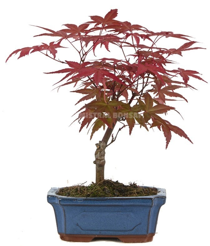 Acer palmatum 'Deshojo' - Esdoorn