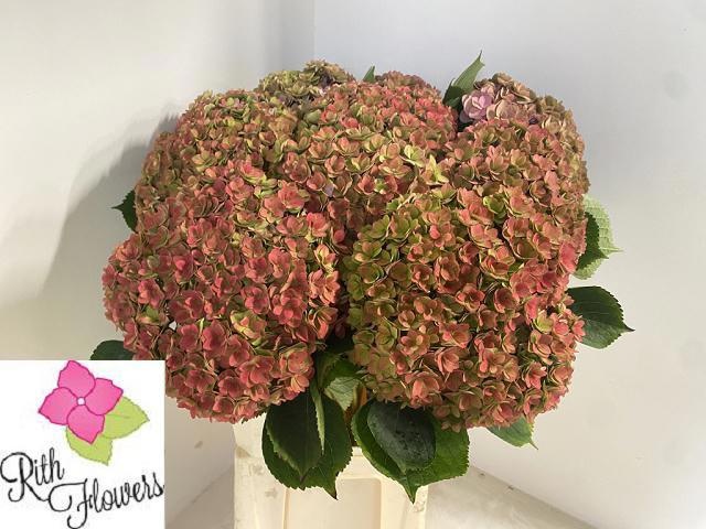 Hydrangea Royal Anastasia Classic 80cm 24Ø