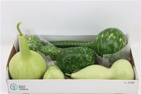Ornamental Fruits Per Piece