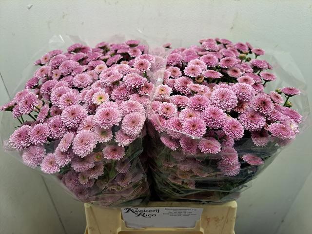 Chrys Santini Calimero Pink 45cm 650Ø