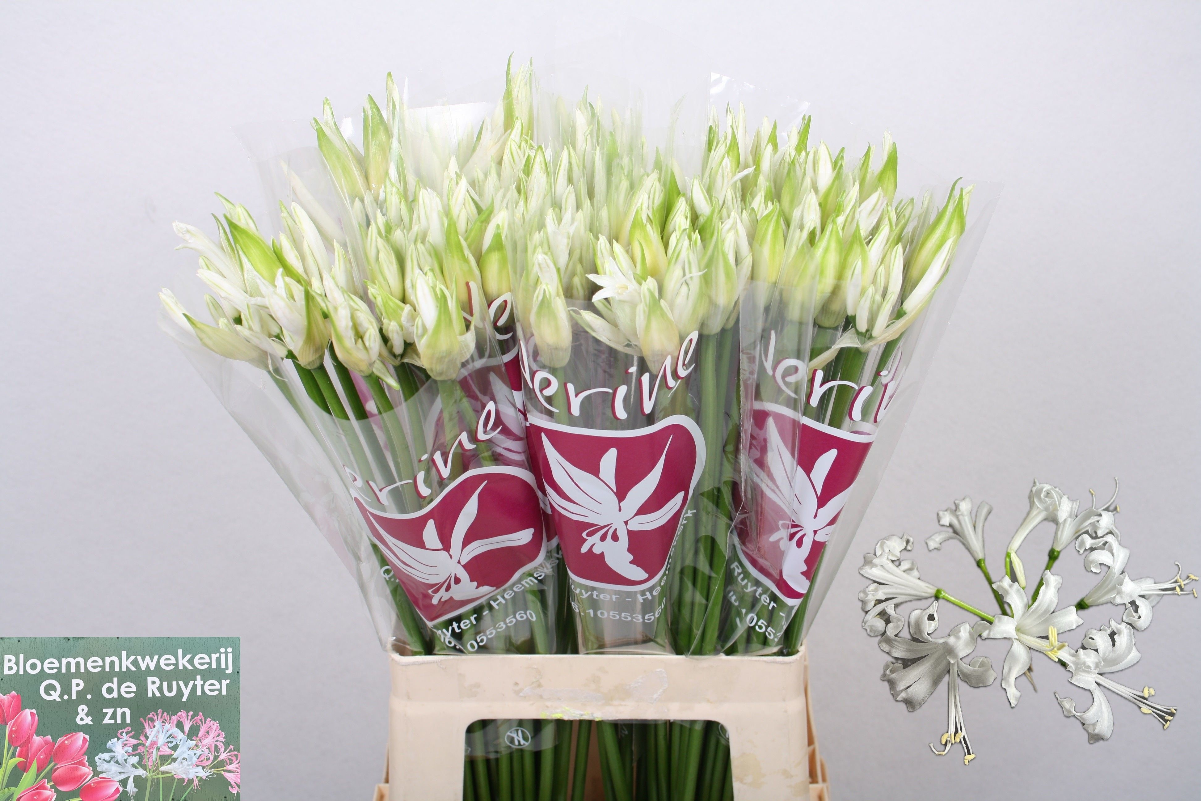 Nerine Bianca Perla 60cm