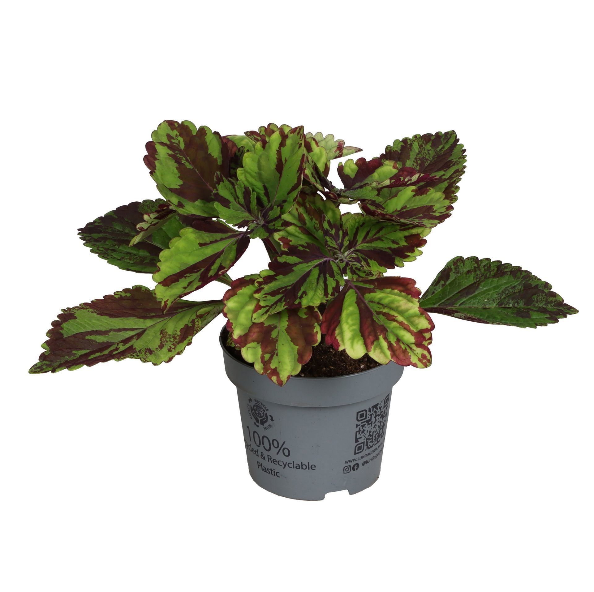 Coleus 'Green Lolite'
