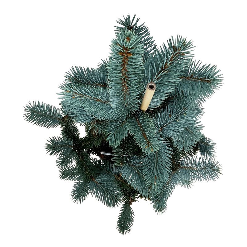 Picture of Picea pung. 'Koster'