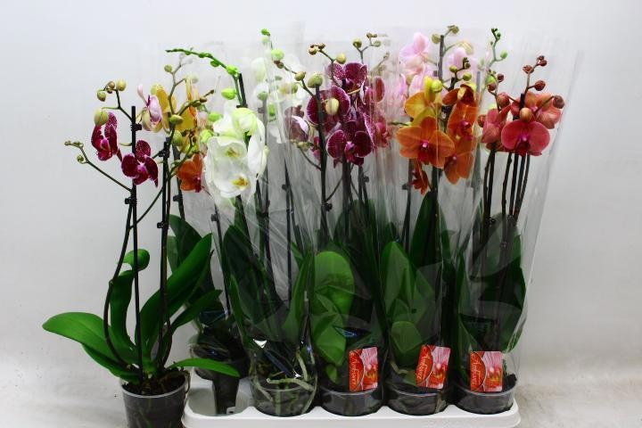Phal Gem 7 Kl 12P 60H 2TAK 14bloem 23bloei
