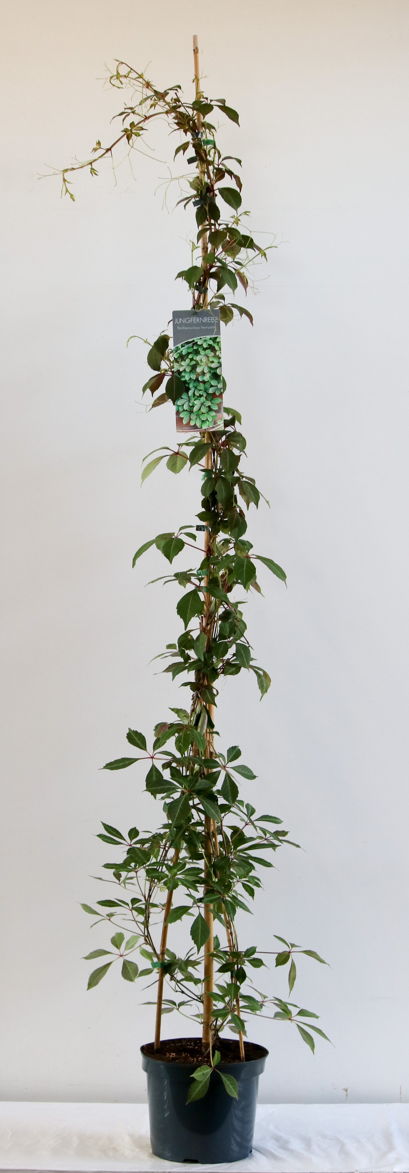 Parthenocissus henryana