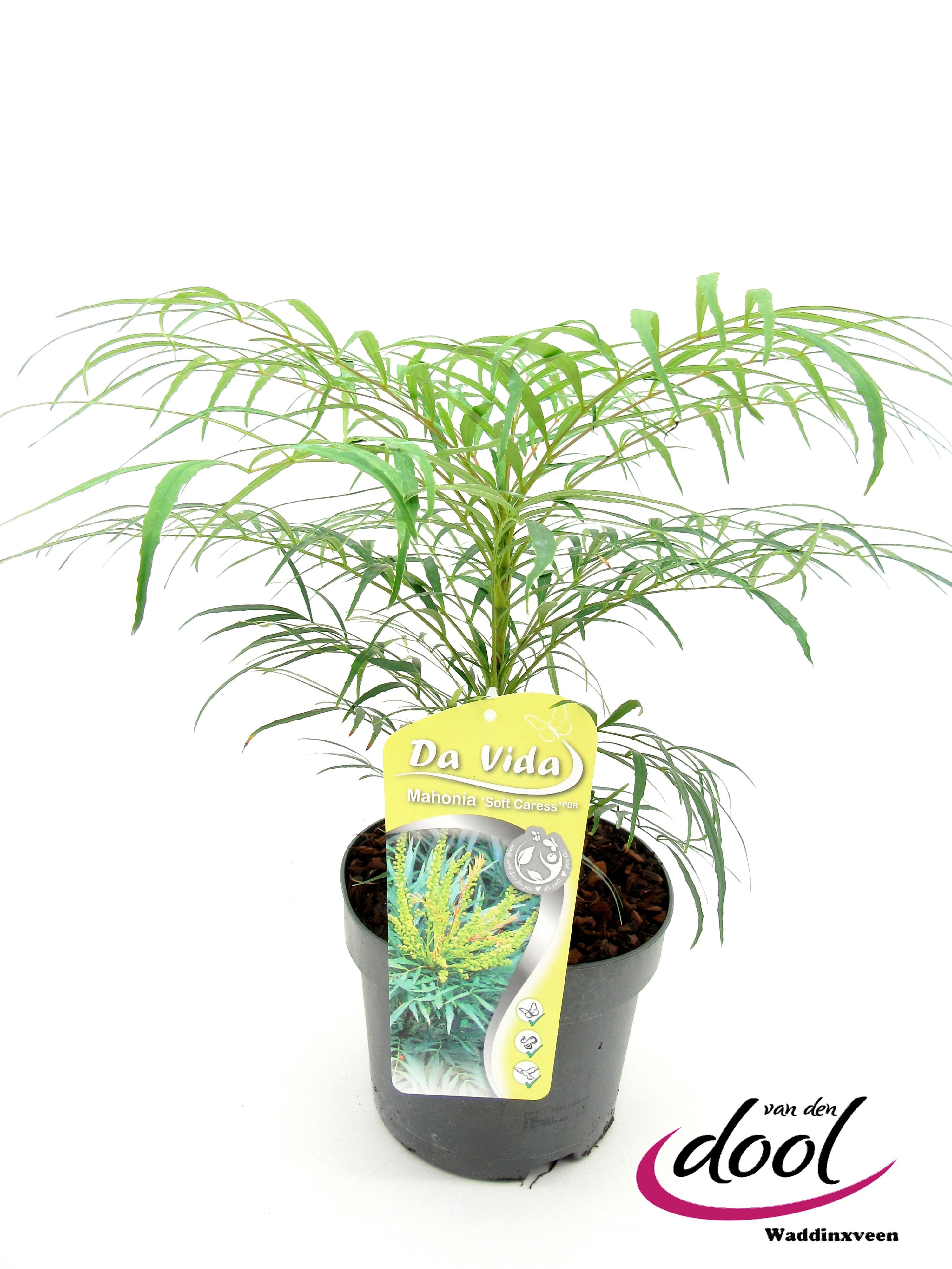 Mahonia eur. Soft Carress