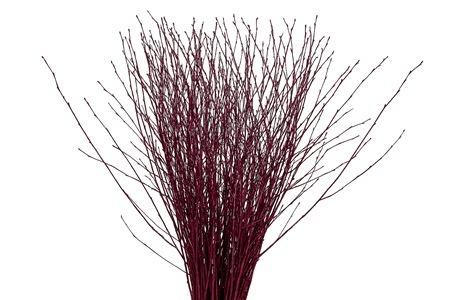 Betula Bs Kleurbeh