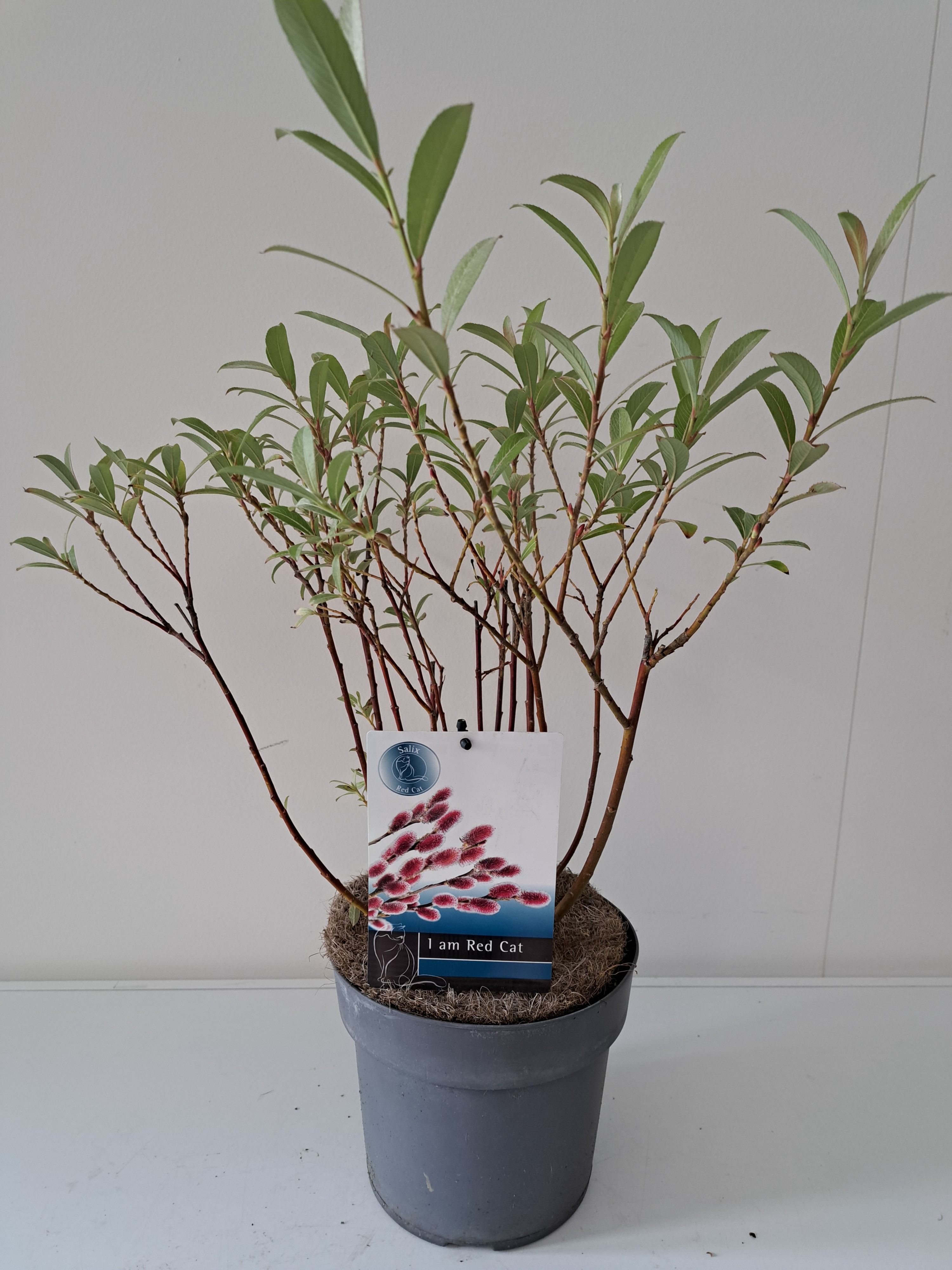 Picture of Salix Mount Aso bush p19