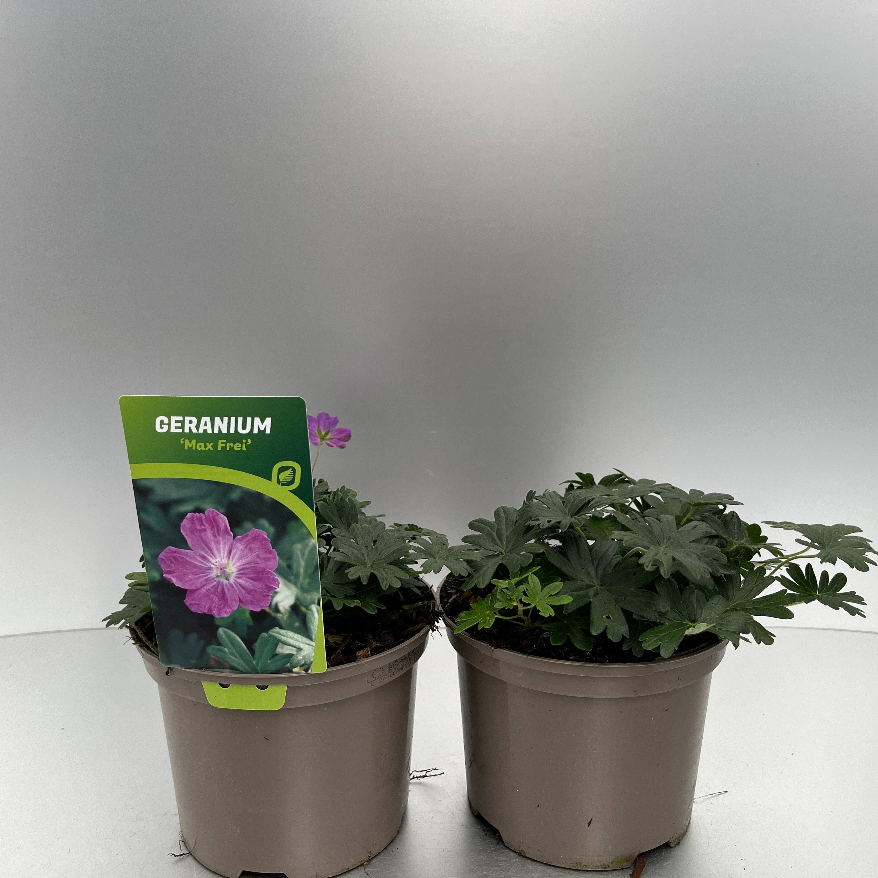 Picture of Geranium sang. Max Frei P17 (2 Ltr)