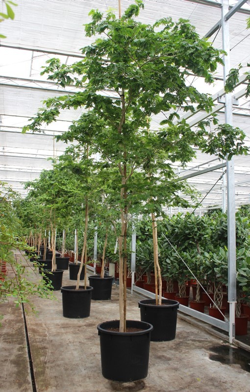 Bulnesia arborea