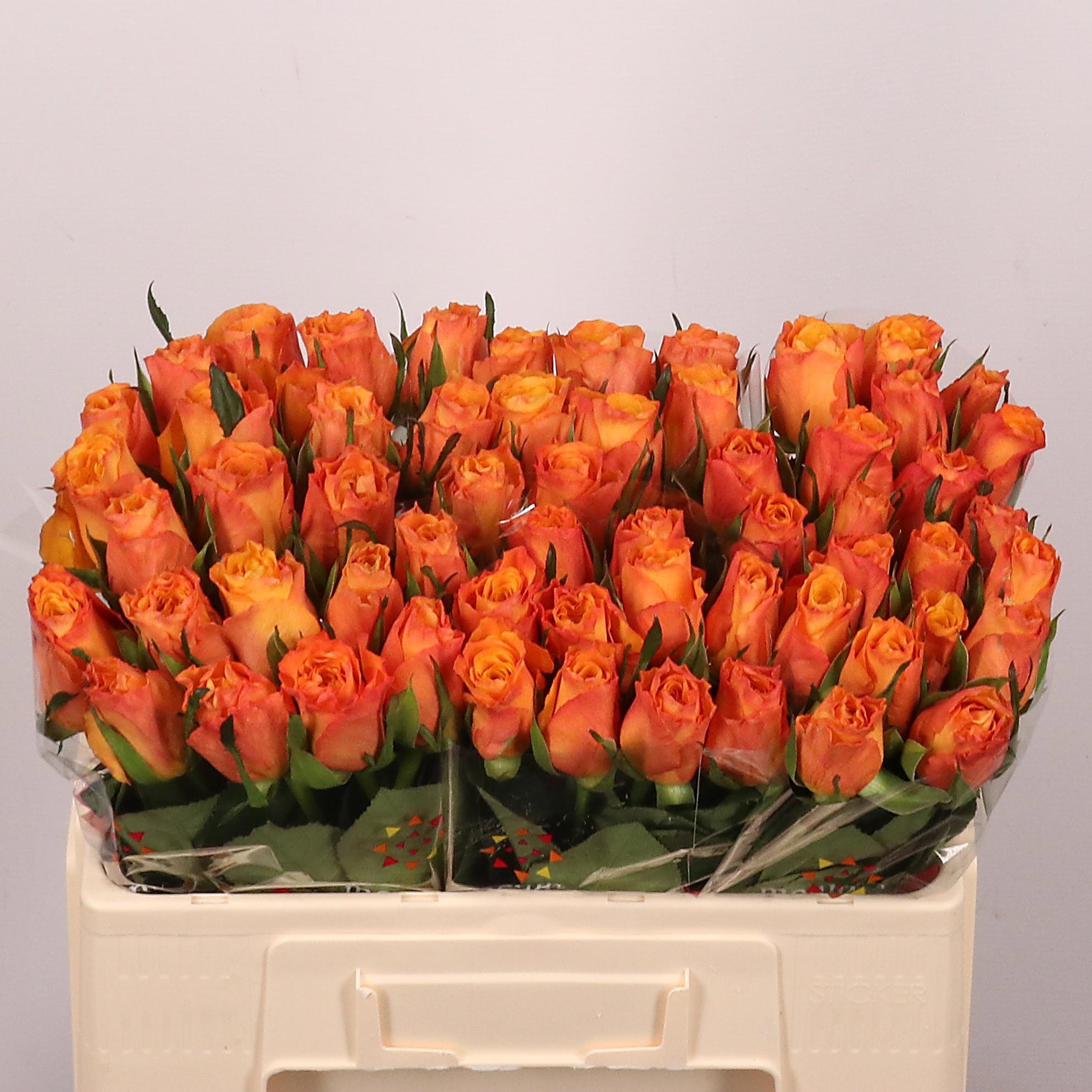 Rosa Confidential 50cm