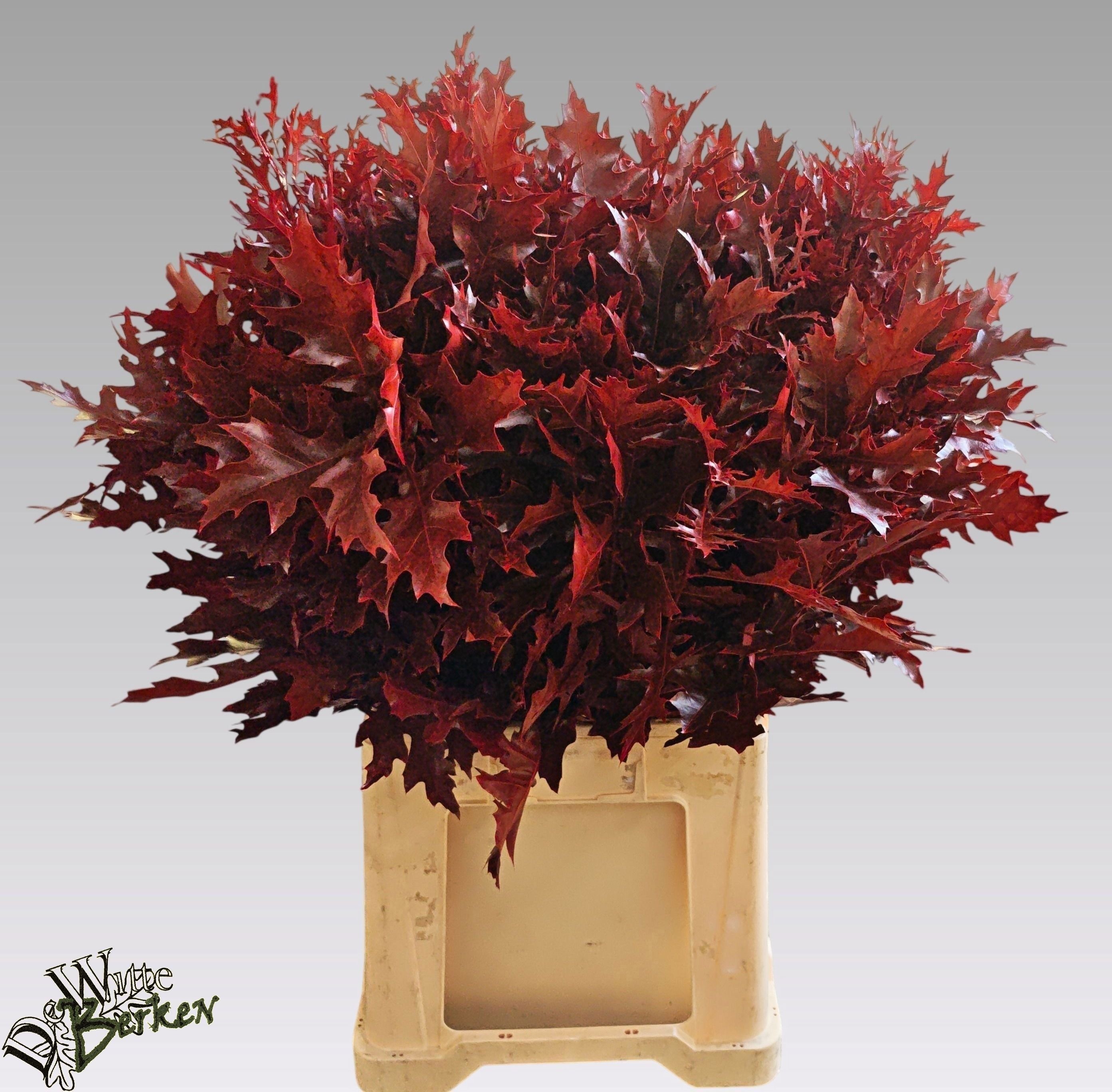 Oak Leaves Preparated/ptd (QUERCUS) 80cm