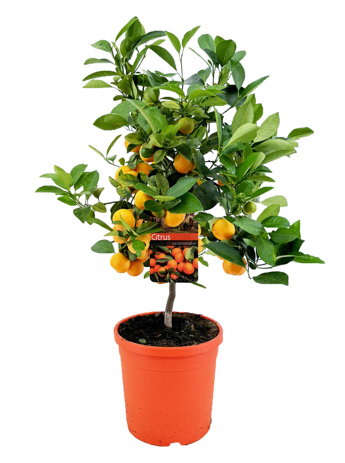 Picture of Citrus calamondin P19 (3 Ltr) std 15/fruit (LOOSE)