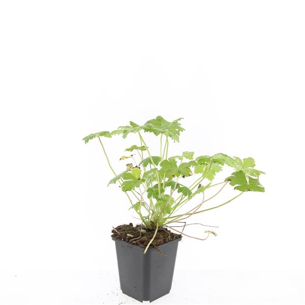 Picture of Geranium macr. Czakor P9