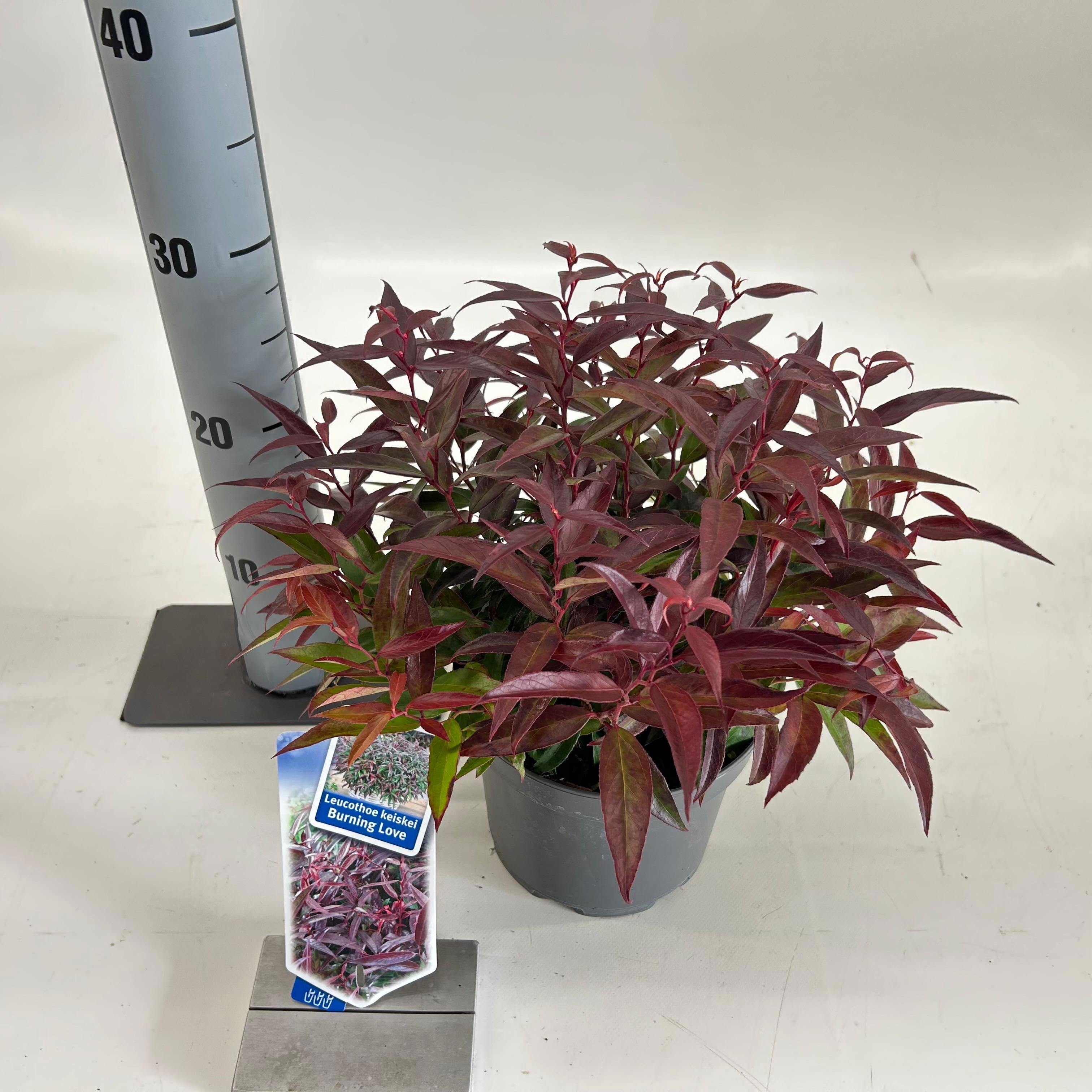 Picture of Leucothoë keiskei 'Burning Love'