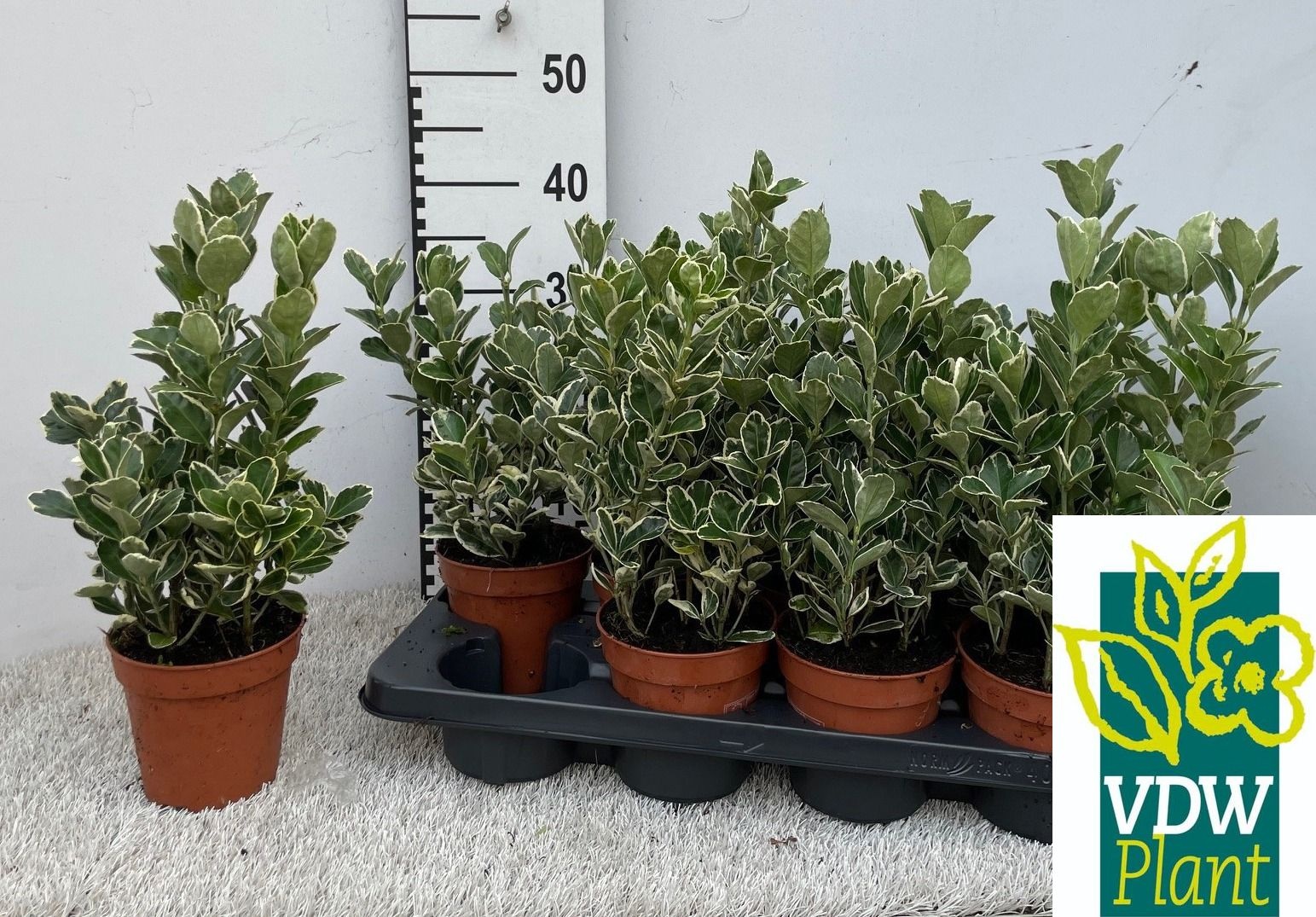 Euonymus Ja Gray Bea 13P 40H