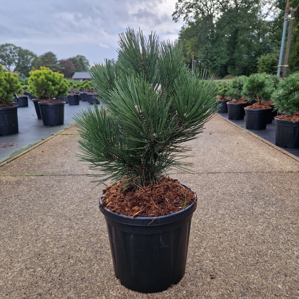 Picture of Pinus leucodermis Malinki C8 30/40 (LOOSE)