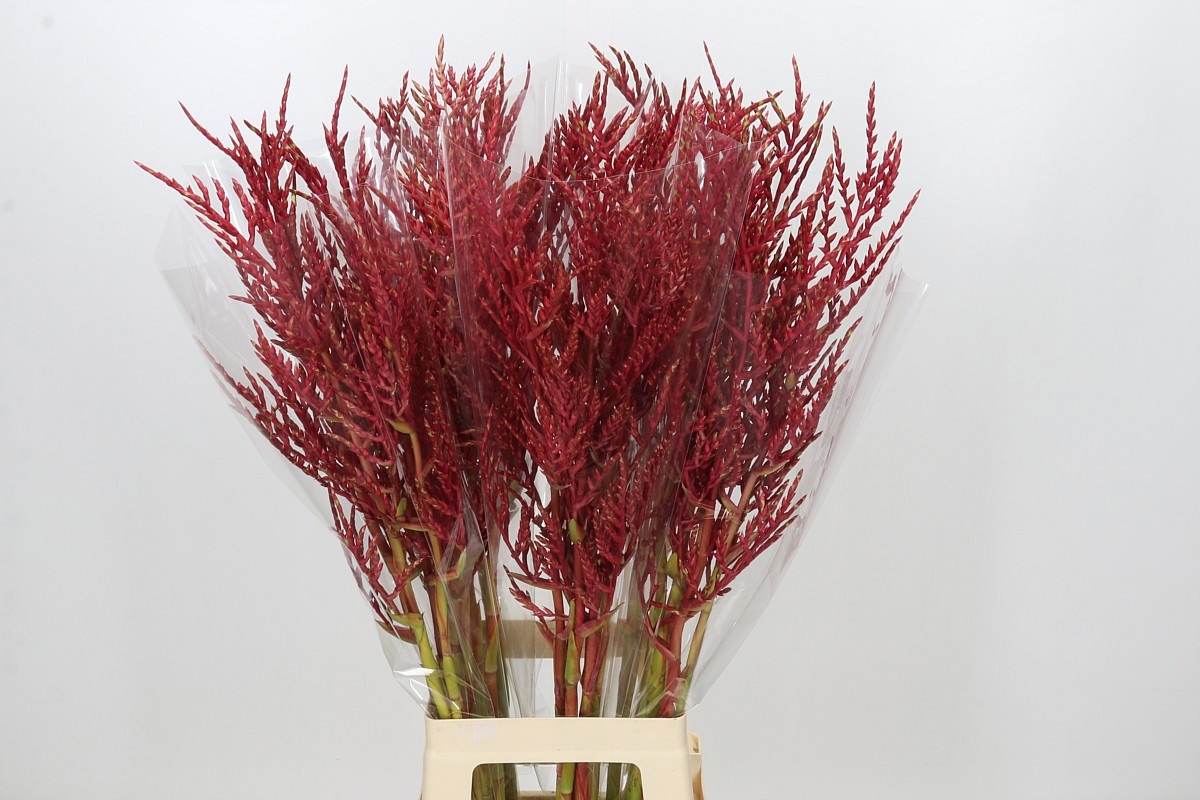 Bromeliabloem