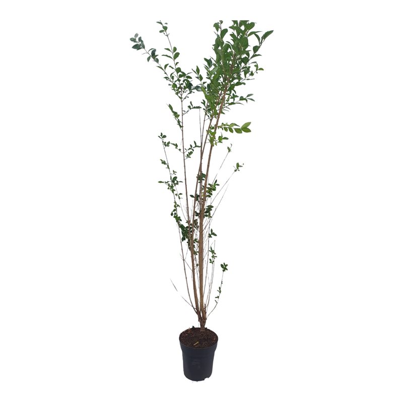 Picture of Ligustrum ovalifolium P21 (4 Ltr)