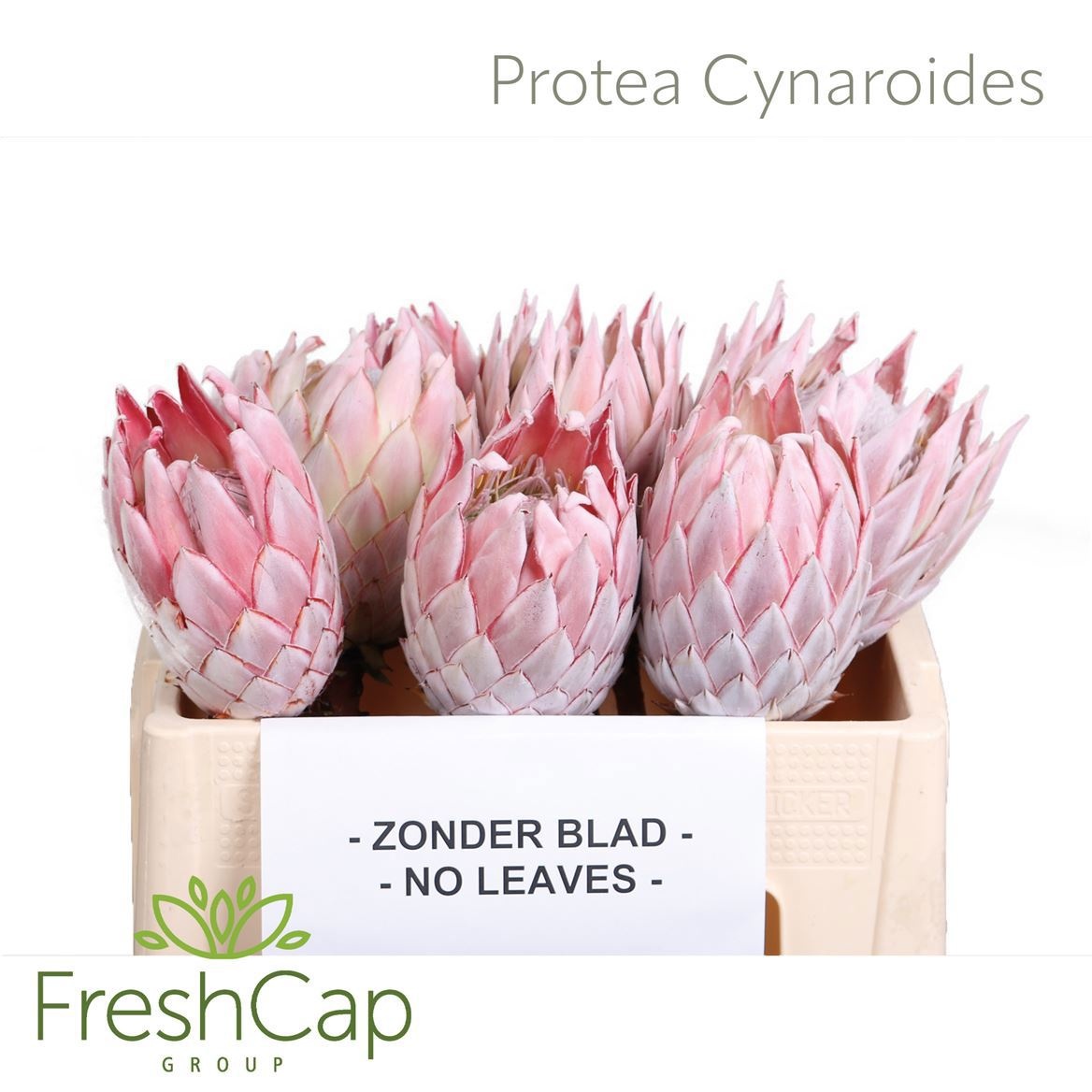 Protea Cynaroides 50cm
