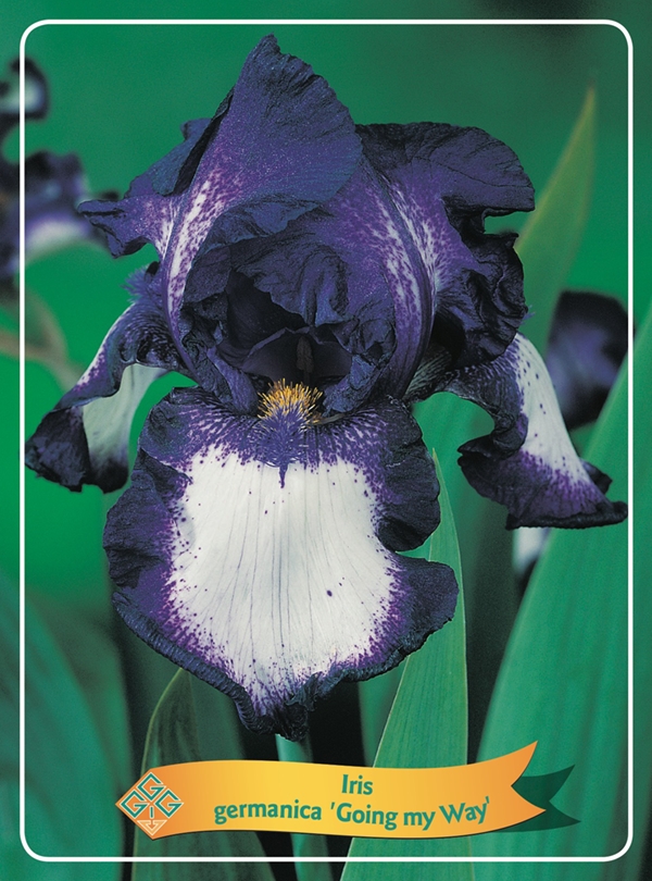 Picture of Iris germanica Mix 6x10 srt. per shelve P11