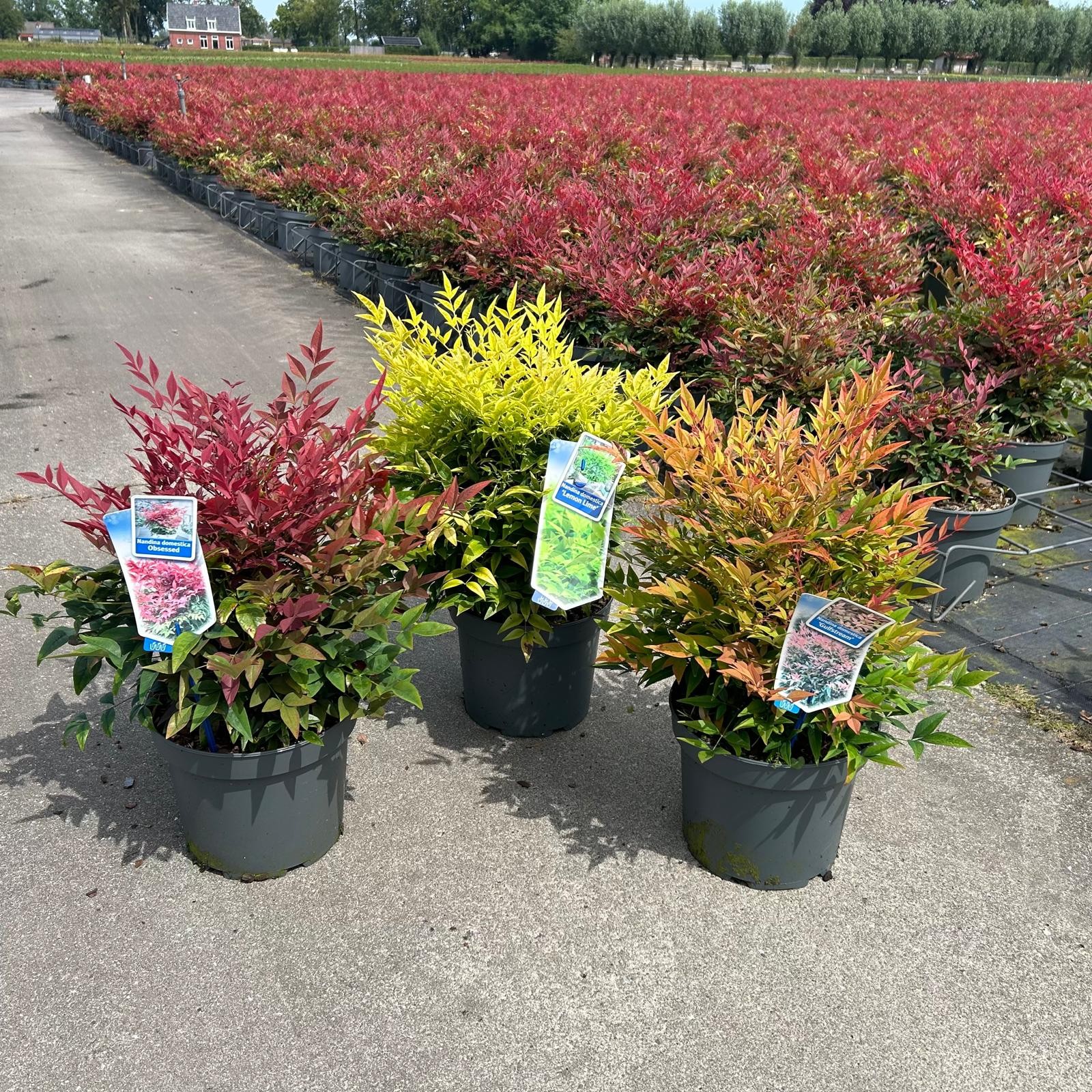 Picture of Nandina mix (minimum order one layer)