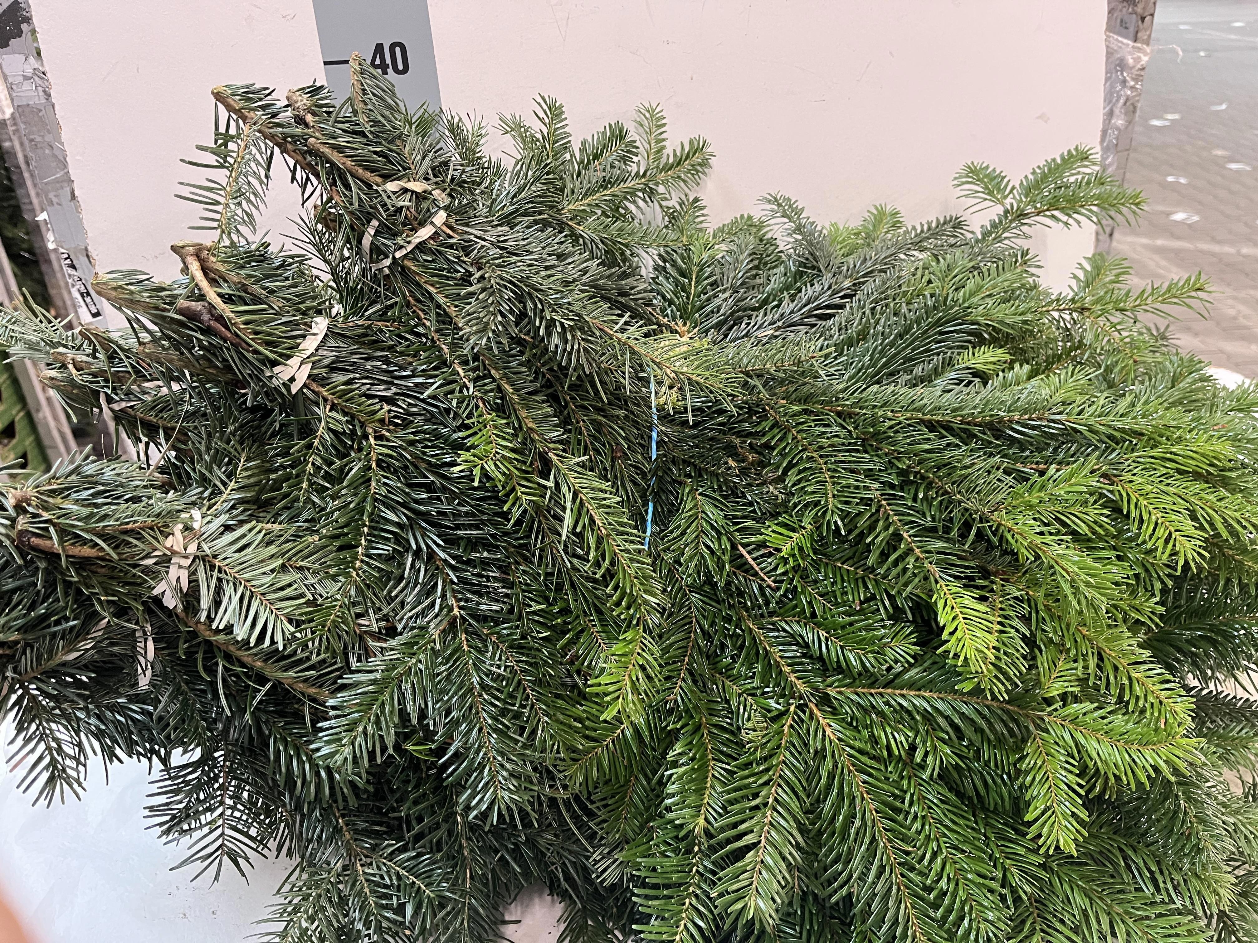 Abies Nordmanniana B