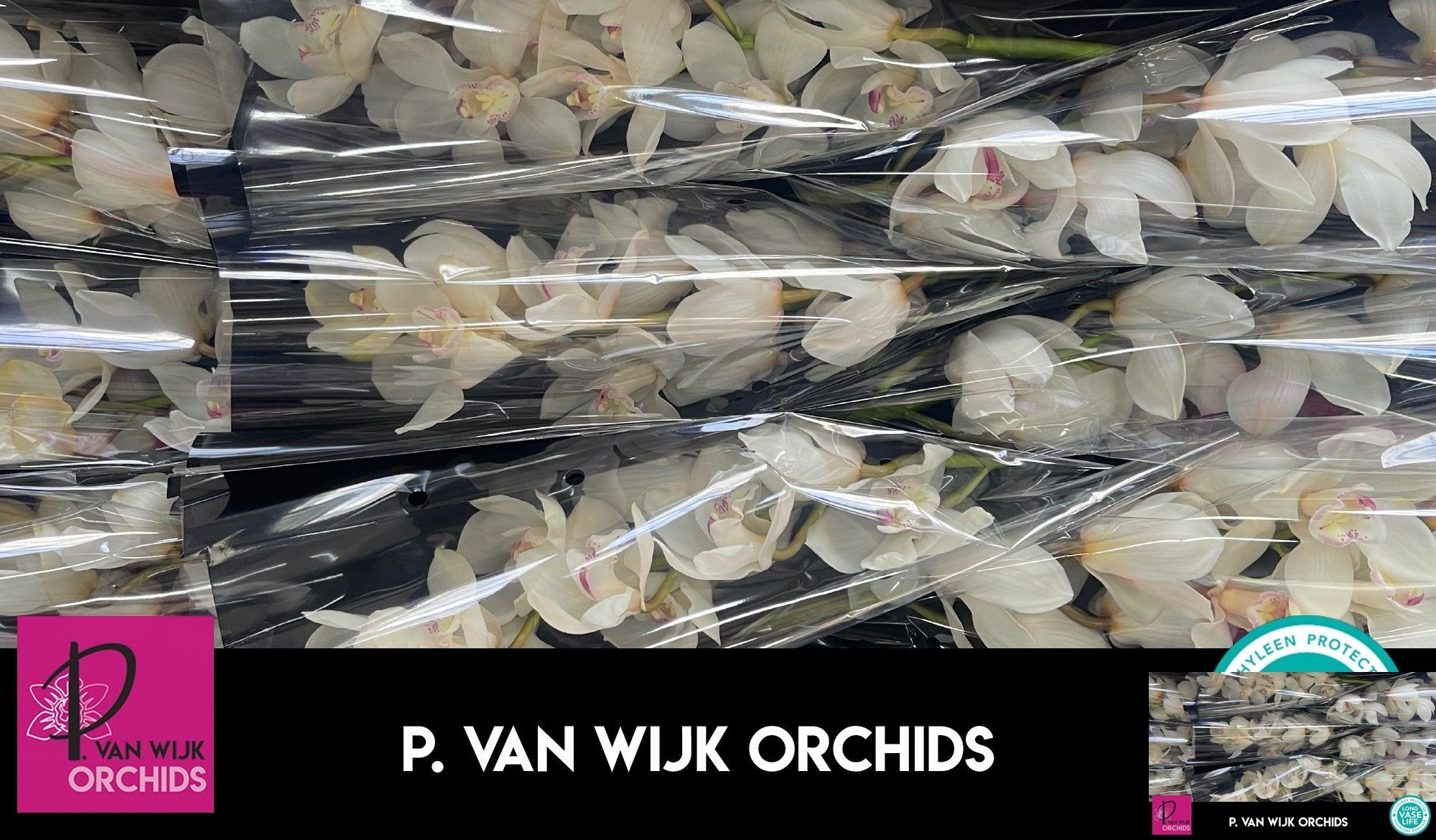 Cymbidium Antonella 8/11bl