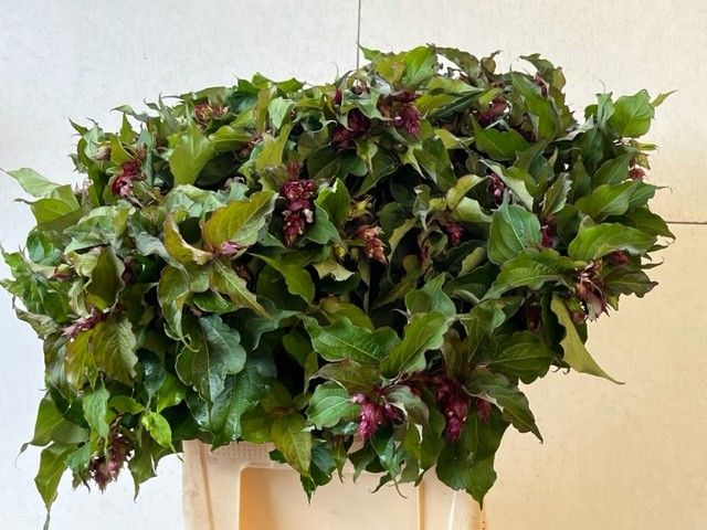 Leycesteria Formosa